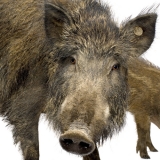 wild boars